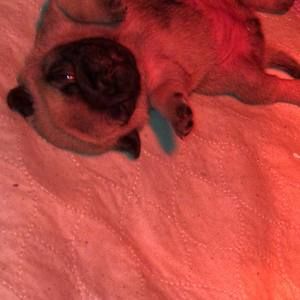 Meet your Posher, Annette